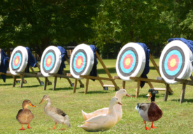 Archery and Duck Herding